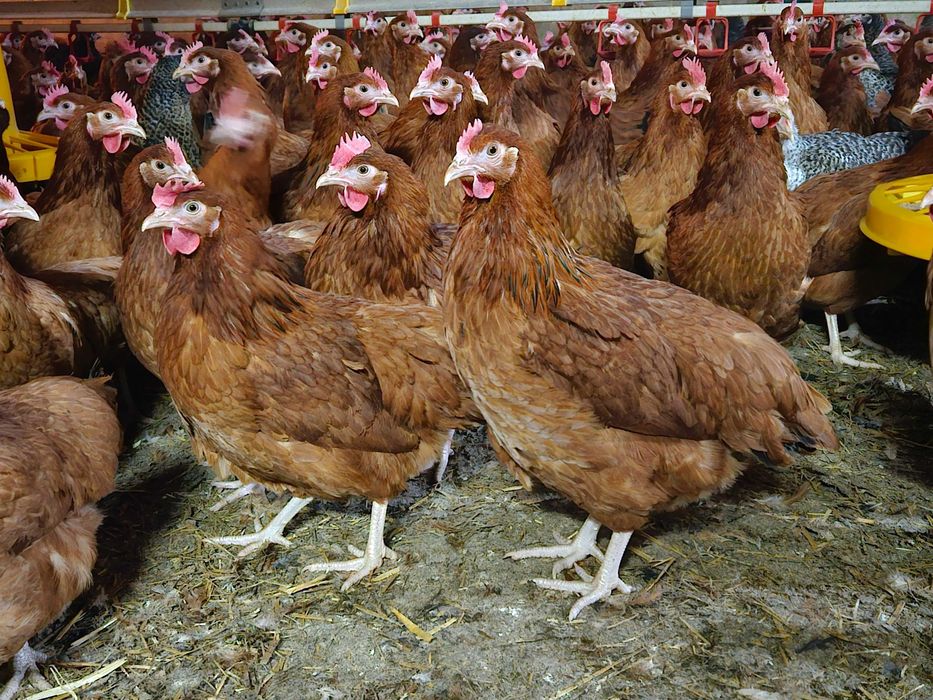 Kurki nioski rosa  odchowane