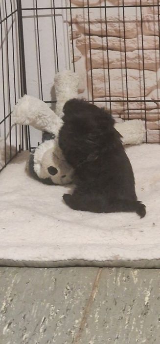 Macho Shih Tzu LOP e Afixo