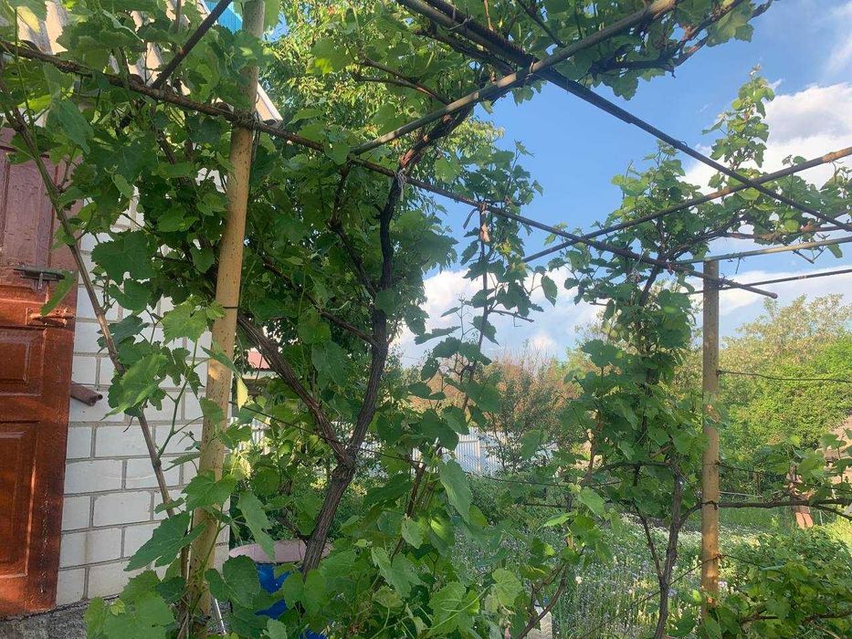 Дачка неподалік Білої Церкви .Ділянка приватизована.