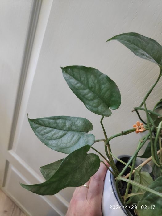 Cutting de Monstera Siltepecana