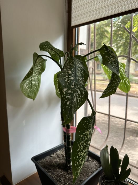 Диффенбахия 60 см