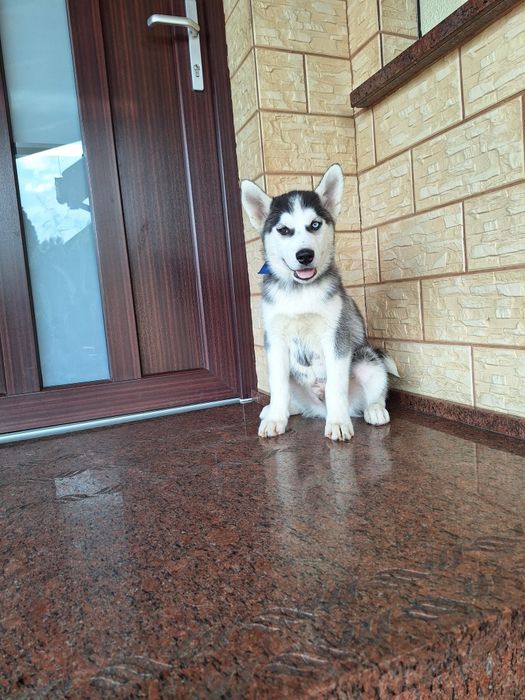 Husky Syberyjski