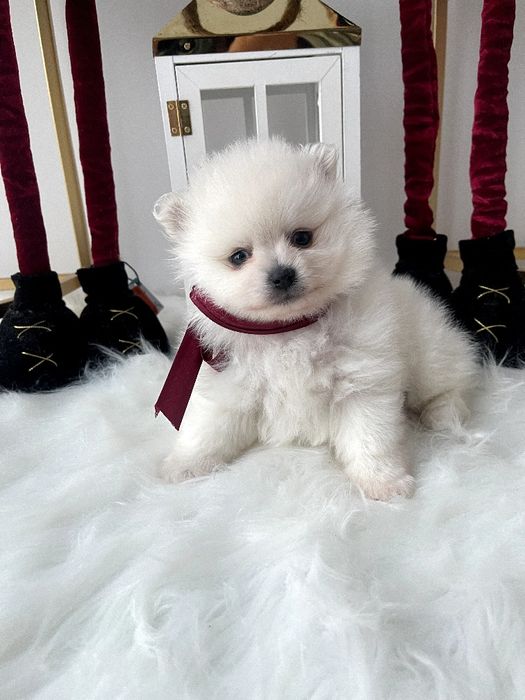 Померанські шпіци  ваш найкращий подарунок літа