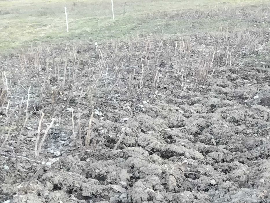 Maliny polany i jeżyny ogrodowe sadzonki