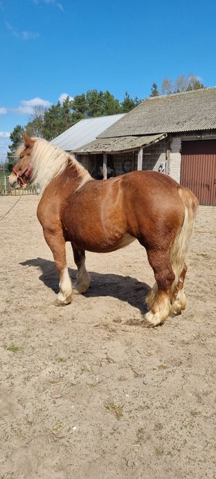 Sprzedam klacz zimnokrwistą