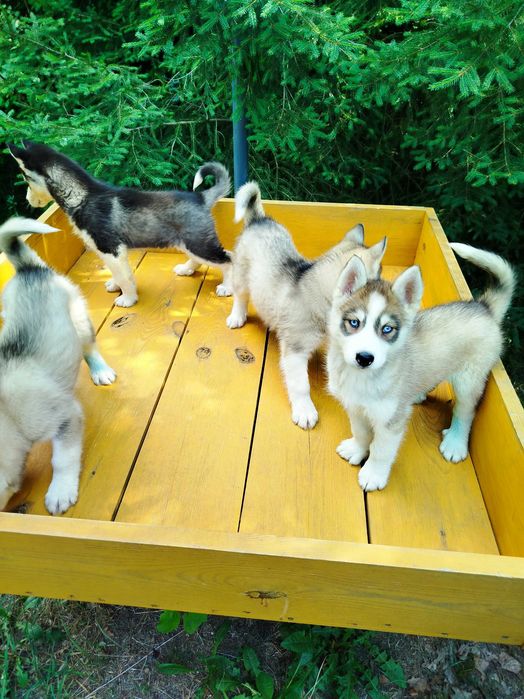 Siberian Husky piesek  tel.575302039