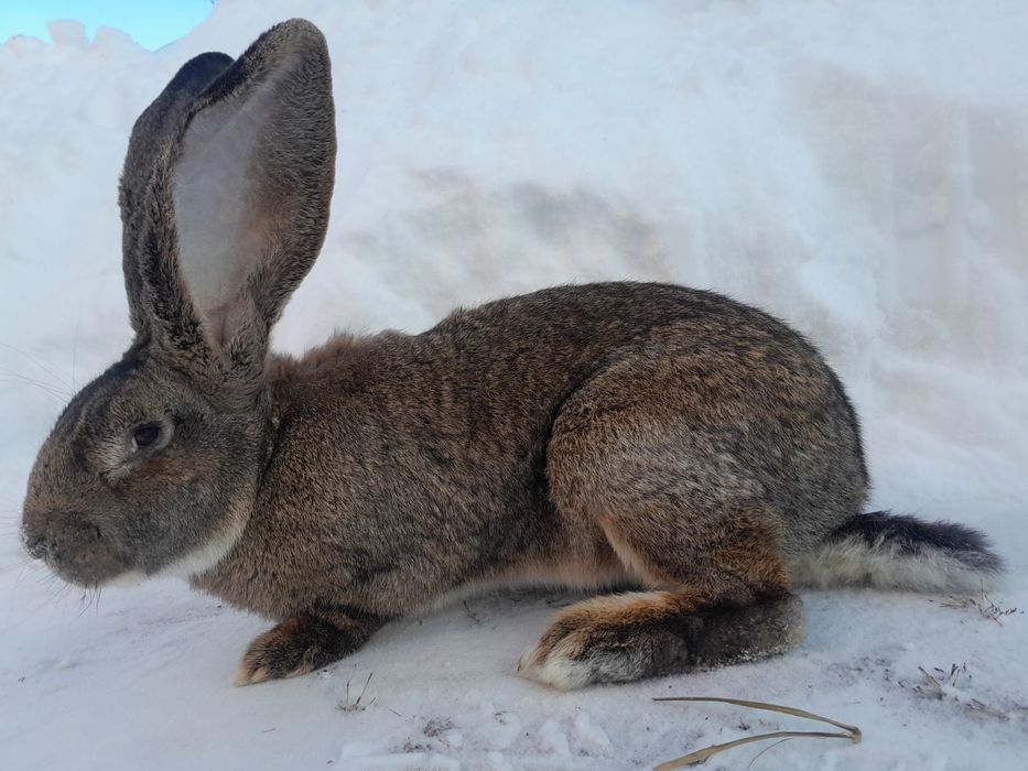 Кролі кроликі кроль