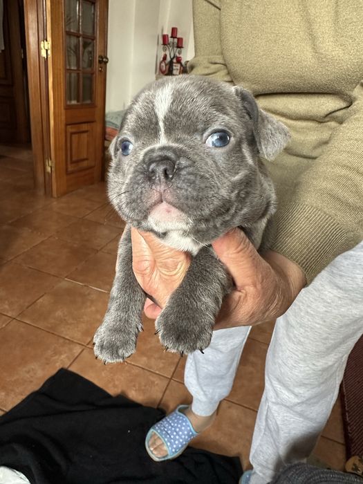 Buldogue Francês macho