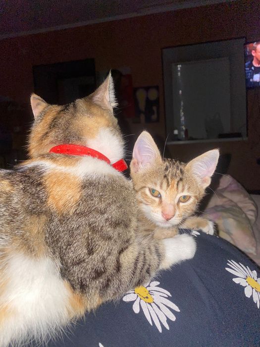 Отдам котят в добрые руки