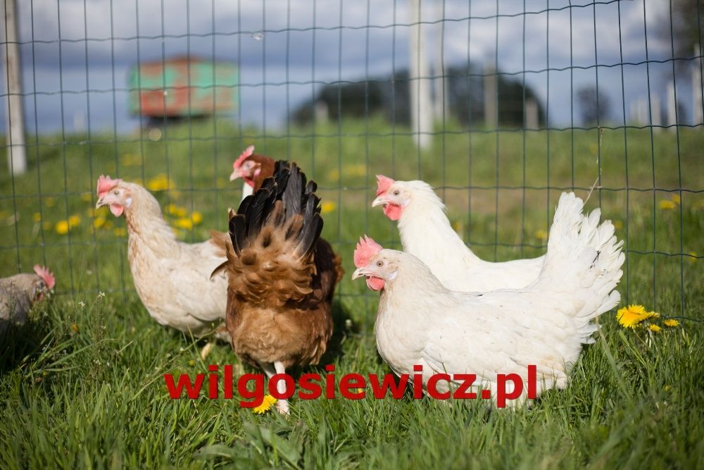 Kury nioski z jajkiem dowóz gratis