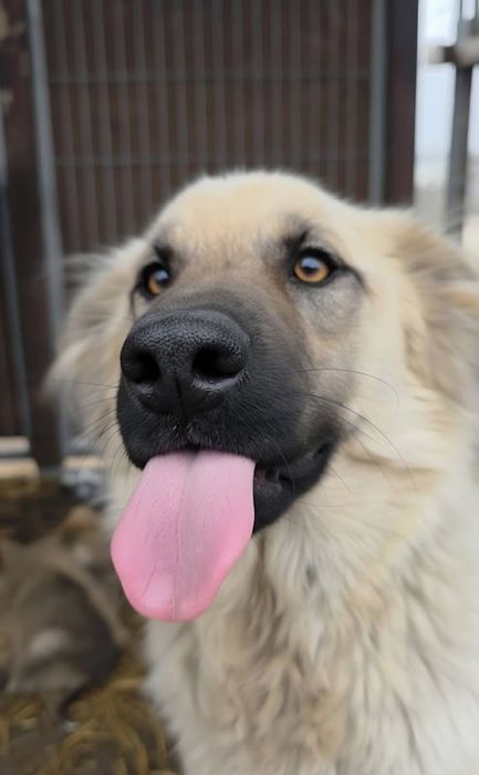 Piękna ,niespotykana ,szuka domu.