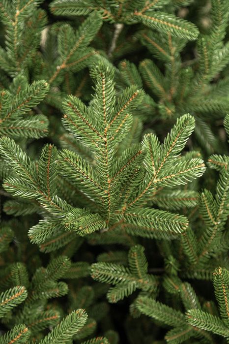 Віденська від 1,5 м  штучна лита ялинка преміум якості Сіга Груп Ёлка