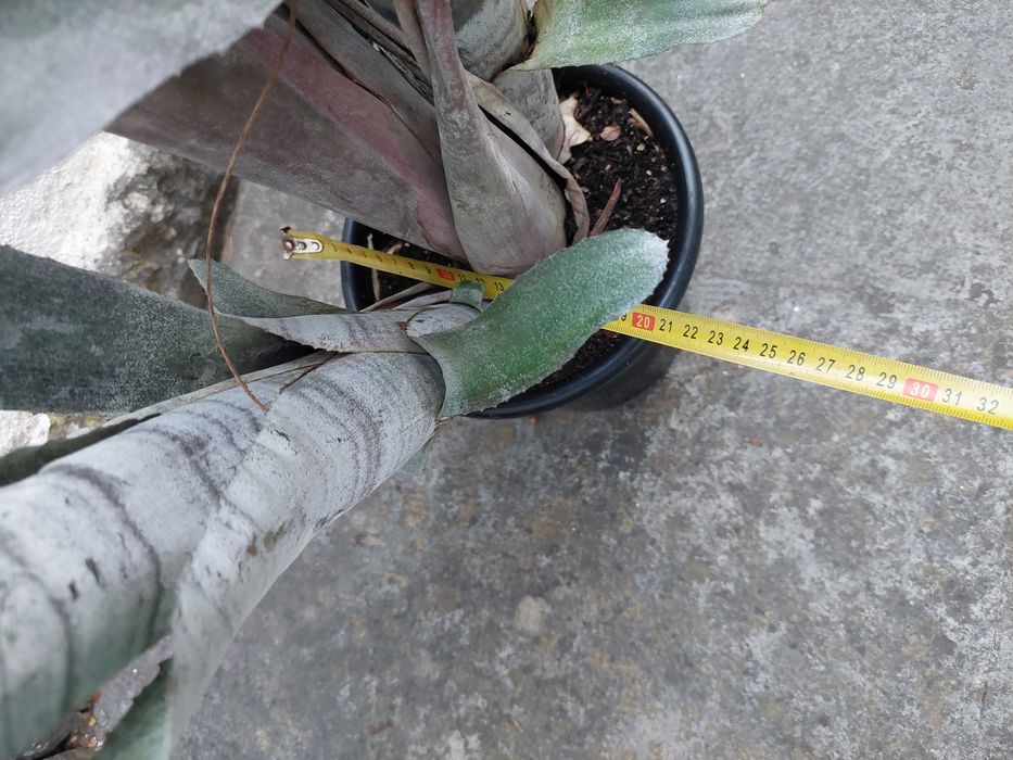 Bromélia - Billbergia vittata