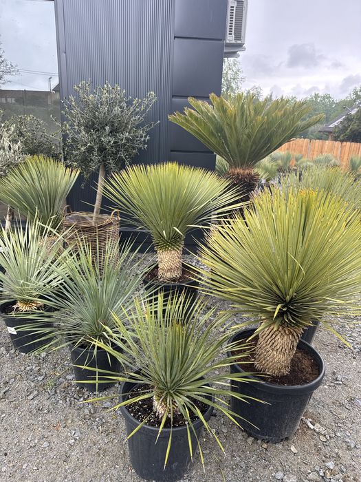 Juka Rostrata Yucca Rostrata. Ok.70cm-80cm