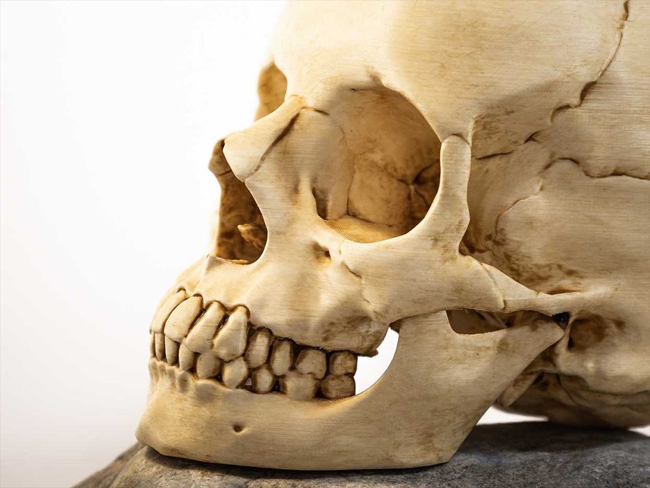 Crânio humano tamanho real -Impresso em 3D e pintado à mão - Halloween