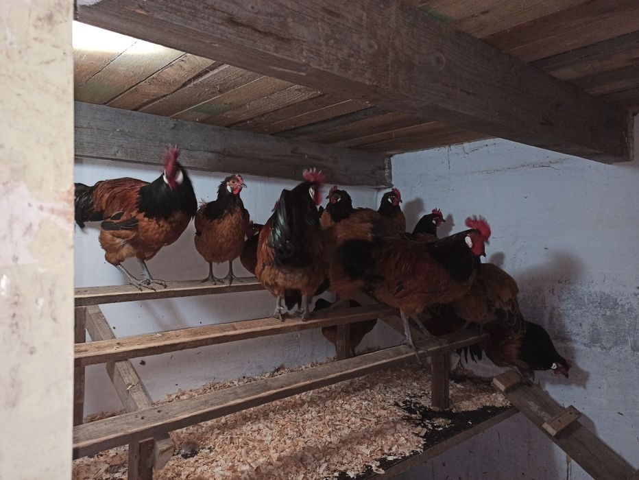 Молоді півні породи форверк!