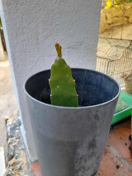 Planta  de  pitaia