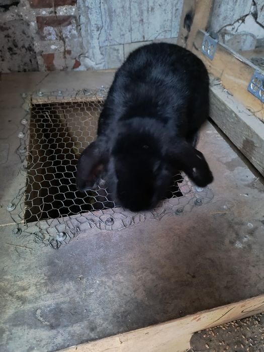 Króliki barany francuskie