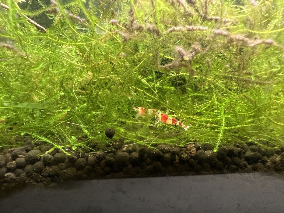 Caridinas red crystal