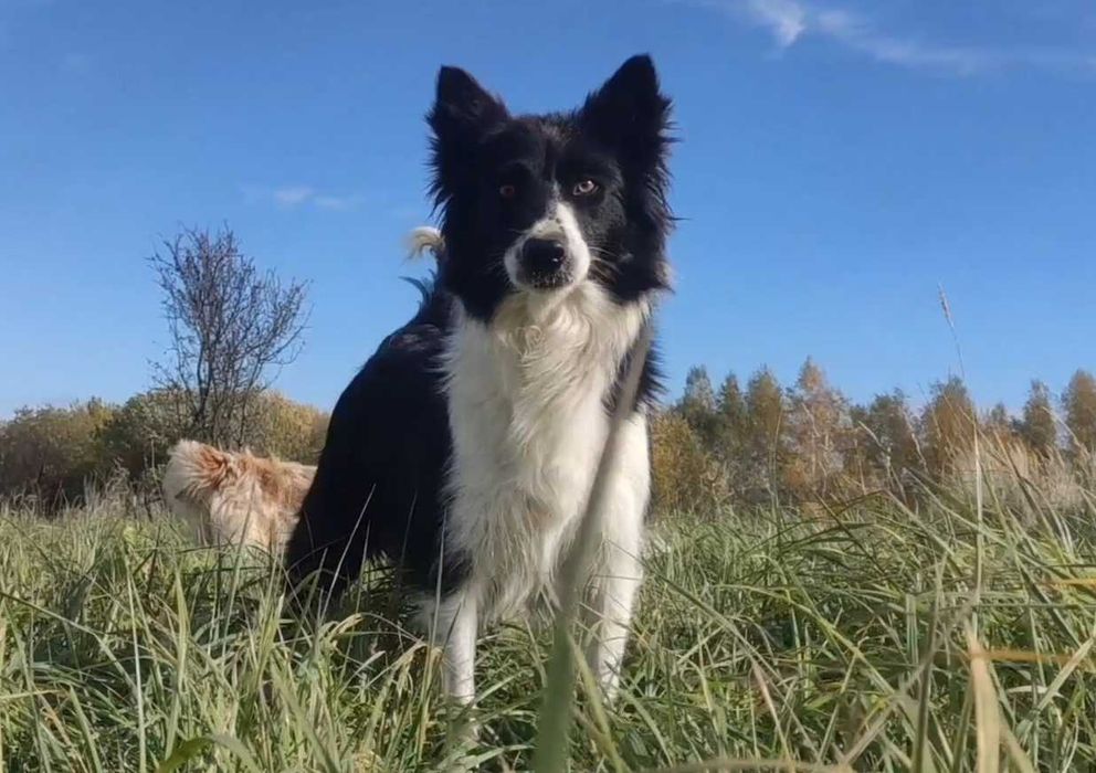 Piękny czekoladowy BORDER COLLIE z pełną dok. super rodzice - przebadani