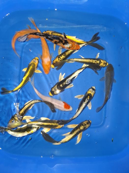 Карп кои и комета . Рыба для декоративного пруда.