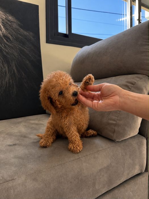 Caniche toy macho poodle toy