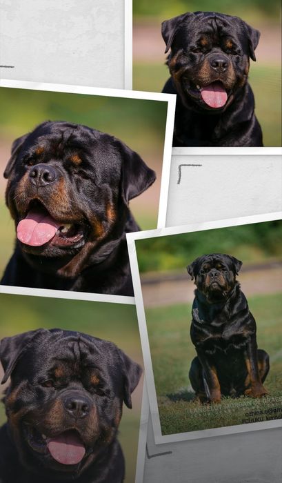 Ротвейлер, документи КСУ.