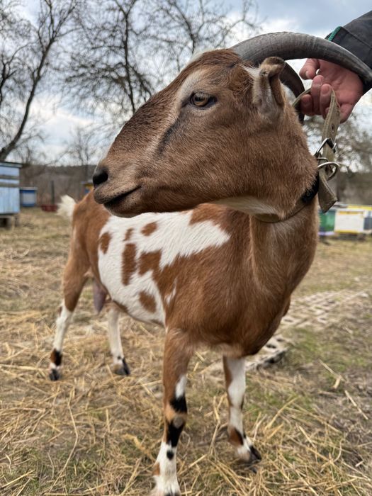 Коза дойная нуболаманча