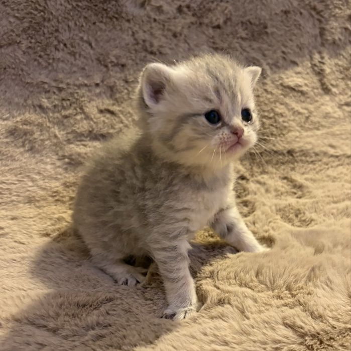 Menina scotish silver tabby