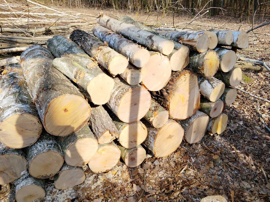 brzoza, drewno opałowe, kominkowe