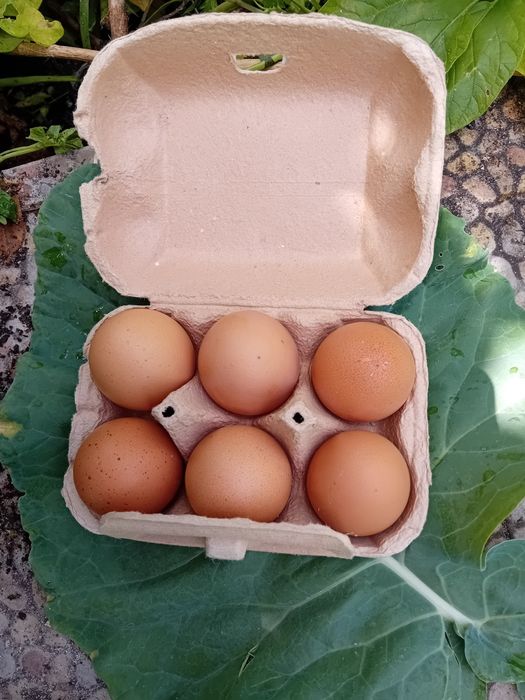 Ovos biológicos L/XL
