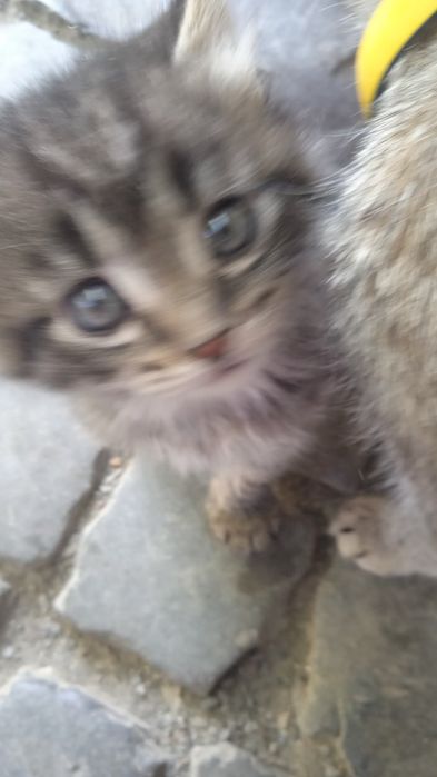 КОТЯТА Віддам в хороші руки
