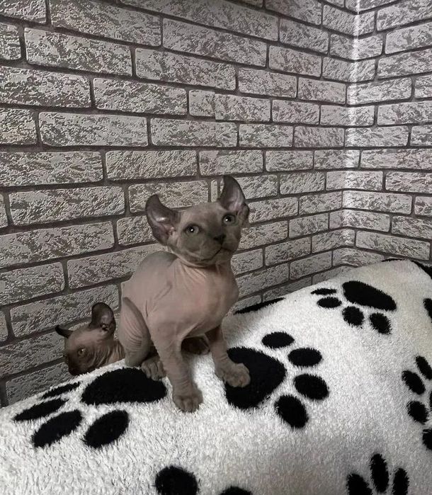 Канадский сфинкс котята