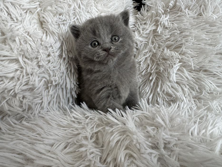 Urocze Kocięta Brytyjskie