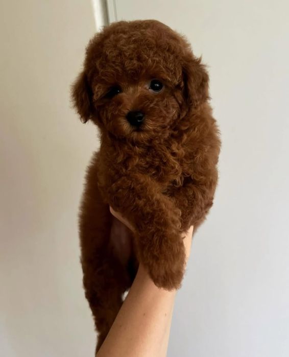 .ред браун темний . хлопець супер красунчік