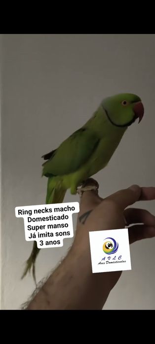 Ring necks/ caturras domésticadas