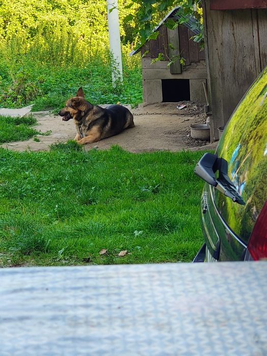 Szarik do adopcji na cito