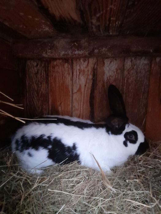 Sprzedam samice srokacz niemiecki