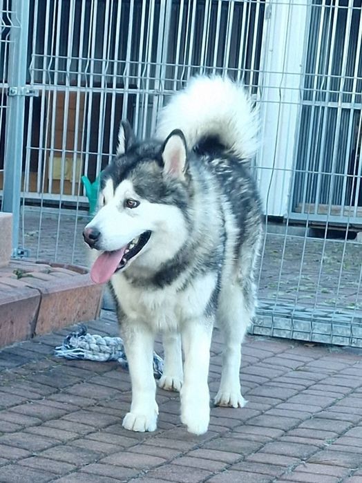 Zapowiedź miotu Alaskan Malamute ZKwP/ FCI