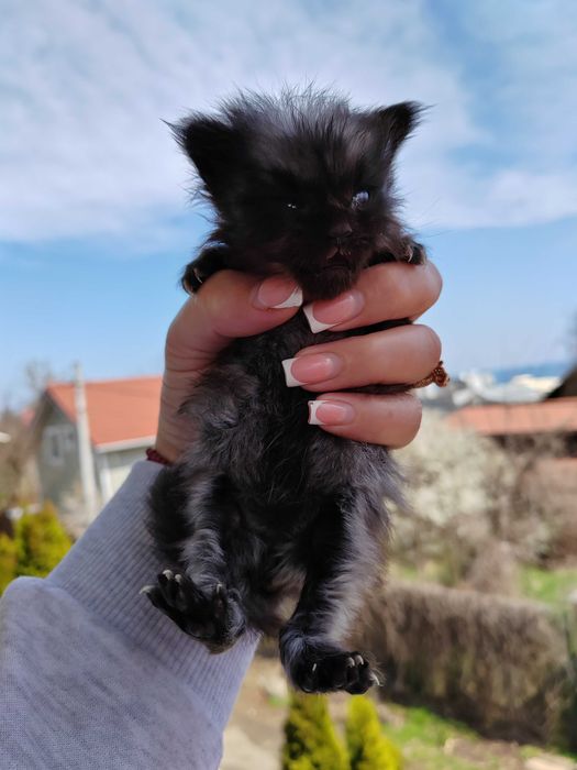 Котенок Мейн Кун, черный дым, Black Silver