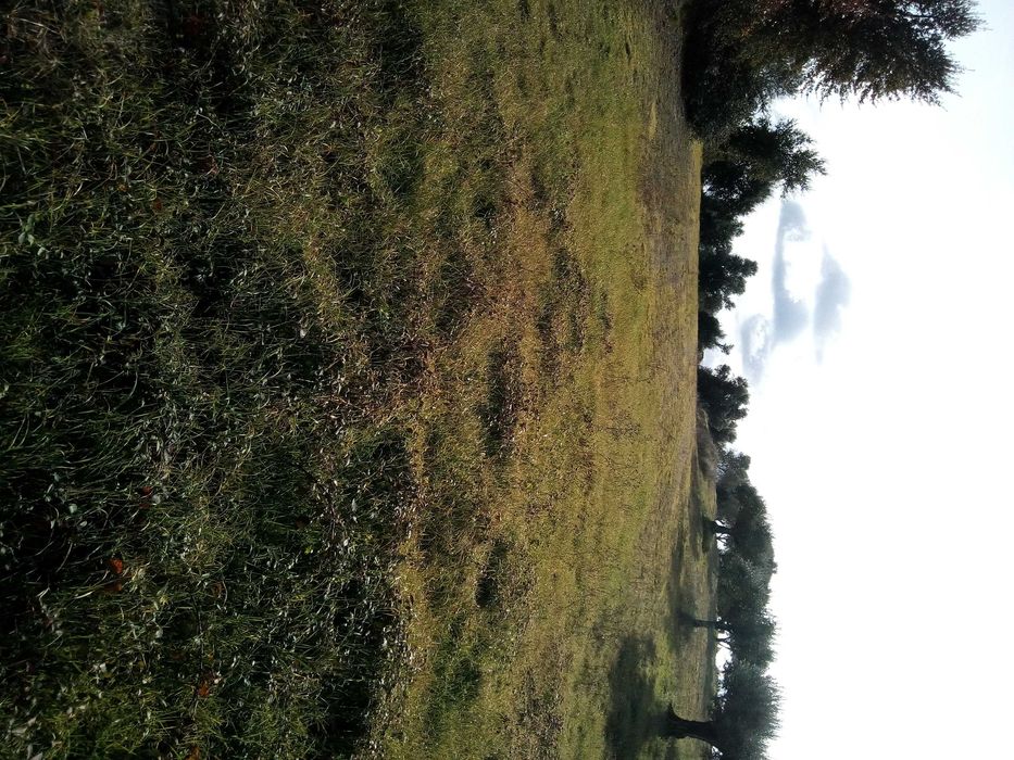 Terreno  rustico Tomar (2208 m2)