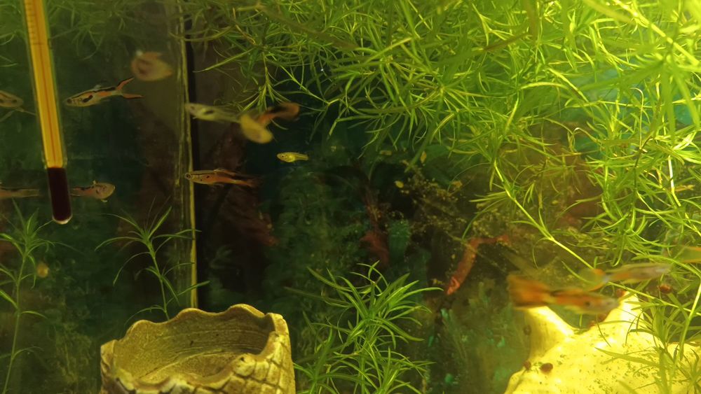 Самцы и самки  гуппи