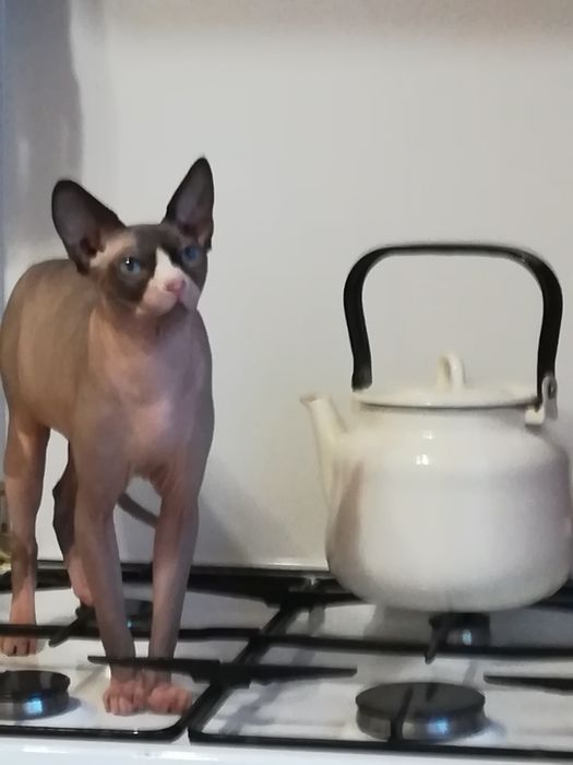 Канадец ждет невест