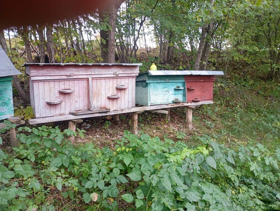 Продається пасіка