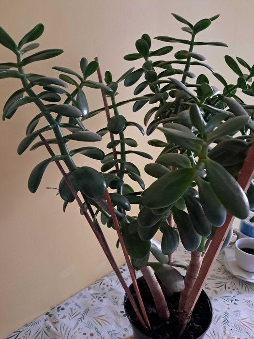 sprzedam duże drzewko szczęścia