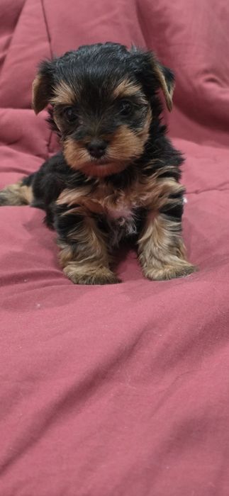 olx yorkshire terrier Animais para Venda, para Adopção OLX - Main Image