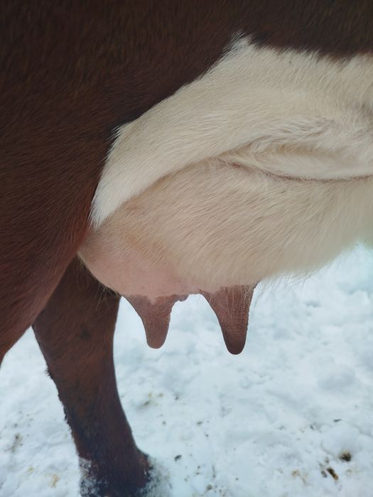 Продам корову після телятка молочну пануся