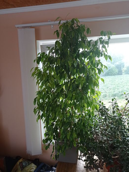 Вазони висота 2 м.