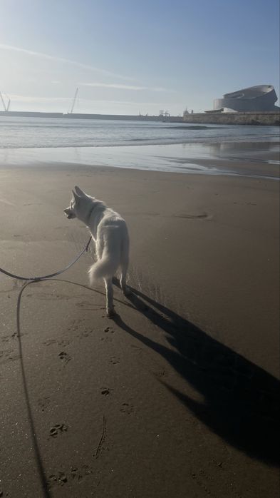 Husky siberiano para adoção