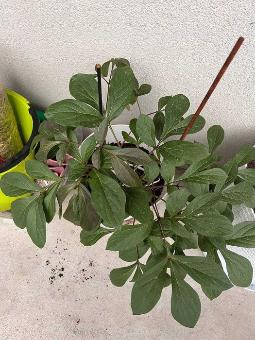 Piwonia drzewiasta – 2-letnia sadzonka